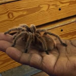 Meet your Posher, Mario